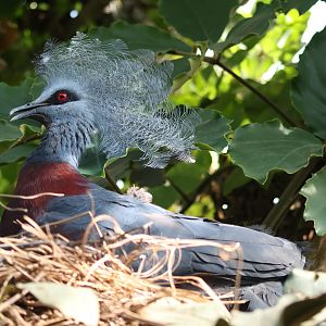 Crowned Pigeon on nest
