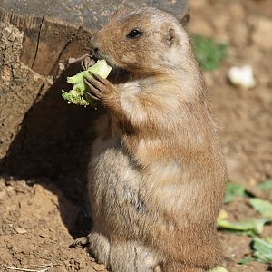 Prairie Dog
