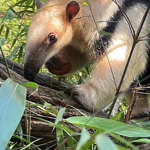 Tamandua outside