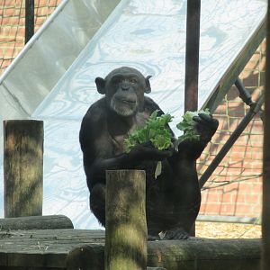 05 2023 - Chimpansee, female 'Chura'