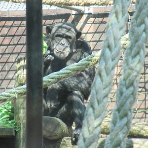 05 2023 - Chimpansee, adult