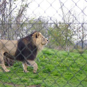 Iblis- Asiatic Lion- 5/4/2023