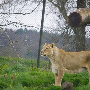 Female Asiatic Lion- 5/4/2023