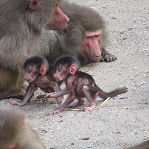 05 2023 - Hamadryas baboons, two juveniles interacting
