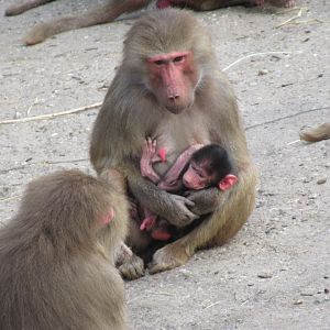 05 2023 - Hamadryas baboons, adult females and juvenile