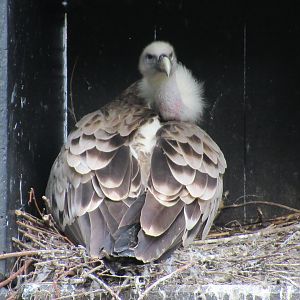 05 2023 - Eurasian Vulture