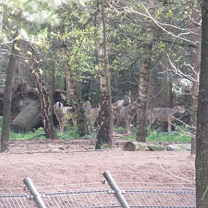 05 2023 - Grey wolves howling near the Birkhoven forest
