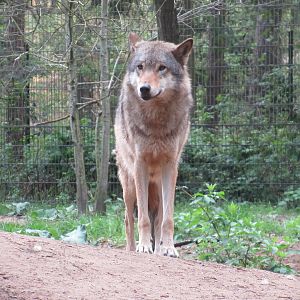 05 2023 - Grey wolf
