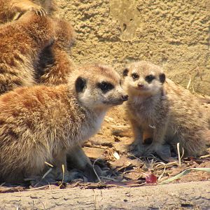 05 2023 - Meerkats, adult + juvenile