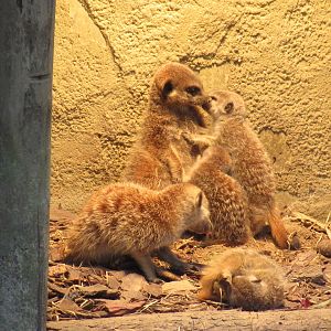 05 2023 - Adult female and juveniles interacting