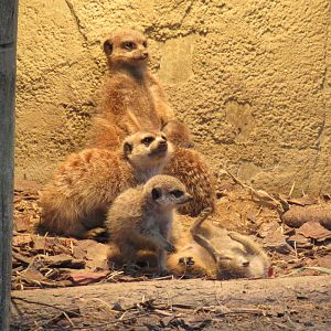 05 2023 - Meerkats, 2 adults + 3 juveniles