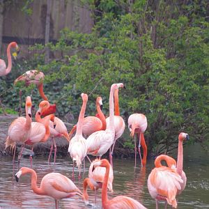 Caribbean Flamingos- Latin American Wetland Aviary- 5/4/2023