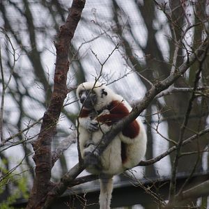 Coquerel's Sifaka- 5/4/2023