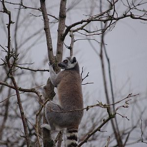 Ring-tailed Lemur- 5/4/2023