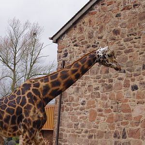 Meru- male Rothschild’s Giraffe- 5/4/2023