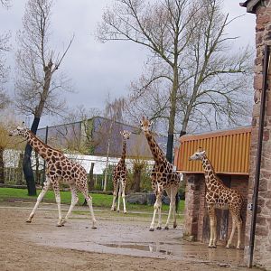 Rothschild’s Giraffe- 5/4/2023