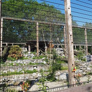 New mountain animal area - Recently finished larger snow leopard exhibit, 2023-05-31