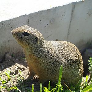 European souslik (Spermophilus citellus), 2023-05-31