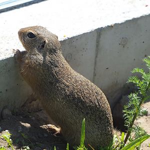 European souslik (Spermophilus citellus), 2023-05-31
