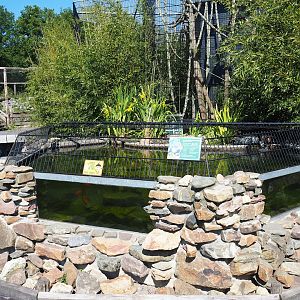 Alligator snapping turtle pond, 2023-05-31