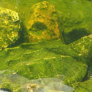 Alligator snapping turtle (Macrochelys temminckii), 2023-05-31