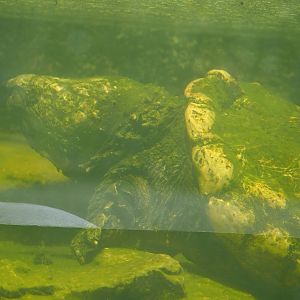Alligator snapping turtle (Macrochelys temminckii), 2023-05-31