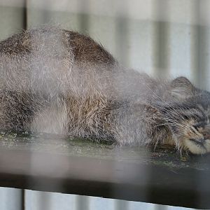 Siberian pallas' cat (Otocolobus manul manul), 2023-05-31