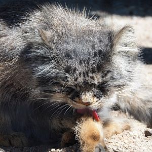 Siberian pallas' cat (Otocolobus manul manul), 2023-05-31