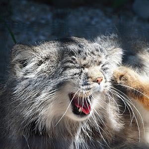 Siberian pallas' cat (Otocolobus manul manul), 2023-05-31