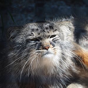 Siberian pallas' cat (Otocolobus manul manul), 2023-05-31