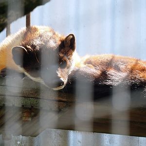 Northern yellow-throated marten (Martes flavigula aterrima), 2023-05-31