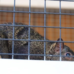 Yucatan squirrel (Sciurus yucatanensis), 2023-05-31
