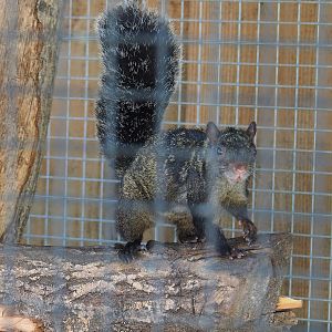 Yucatan squirrel (Sciurus yucatanensis), 2023-05-31