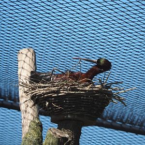 Glossy ibis (Plegadis falcinellus), 2023-05-31