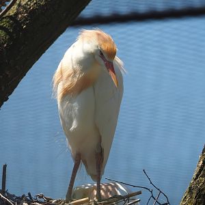 Western cattle egret (Bubulcus ibis ibis), 2023-05-31