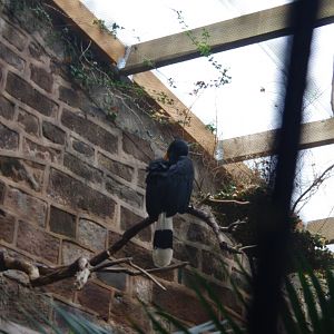 Javan Rhinoceros Hornbill- Tropical Realm- 5/4/2023