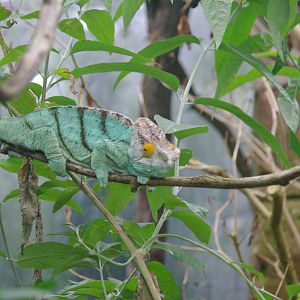 Parson’s Chameleon- Tropical Realm- 5/4/2023