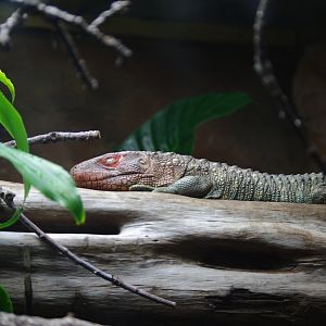 Caiman Lizard- Tropical Realm- 5/4/2023
