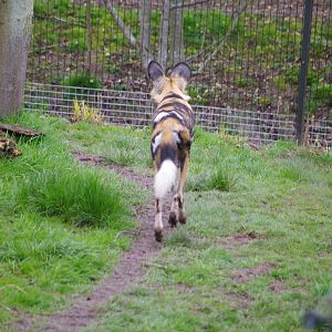 African Painted Dog- 5/4/2023