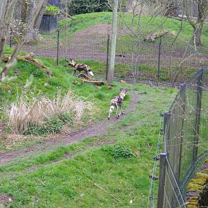 African Painted Dogs- 5/4/2023