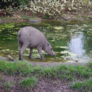 Babirusa- 5/4/2023