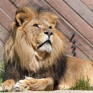 African lion (Bailey), Colchester, UK