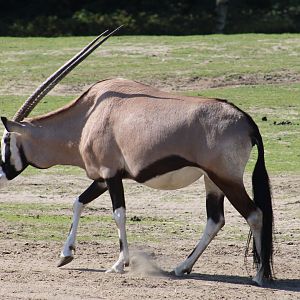 Gemsbok