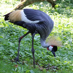 Crowned crane
