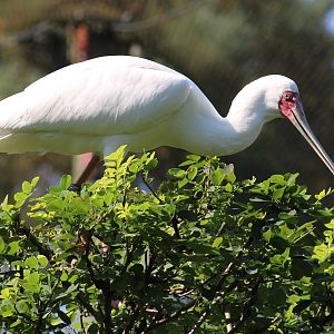 African spoonbill