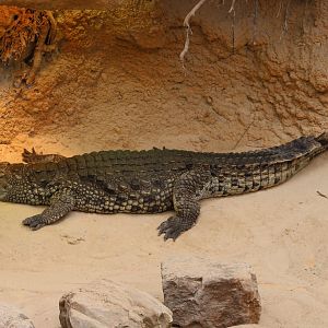Nile crocodile