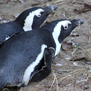 African penguins