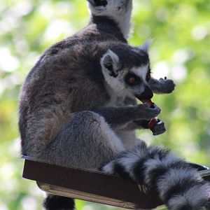 Ring-tailed lemurs