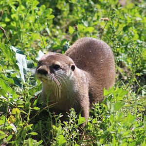 Asian small-clawed otter