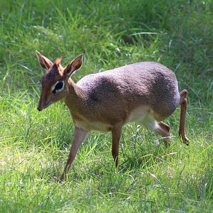 Kirk's dikdik